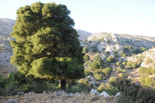 Ancient Prickly Oak tree (Quercus coccifera), Dikti Mountains, Crete